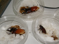 オキカブ♀羽化!