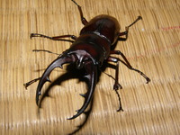 クワ採集!