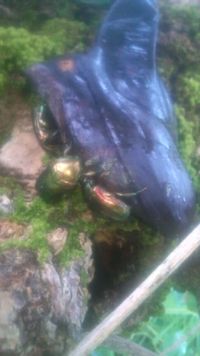 徳之島採集 その4