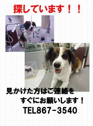 緊急です、探しています!!!!!!!!!!
