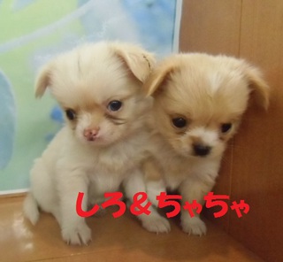 そしてまた、巣立っていきました(^o^)丿