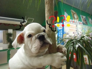 ☆入荷犬情報☆