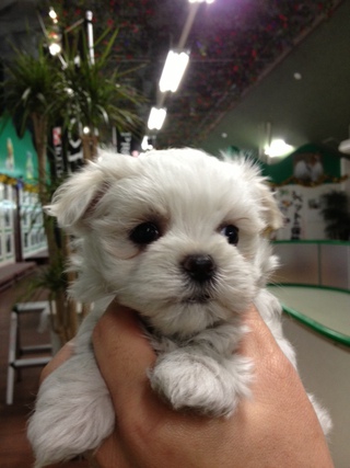 ☆New Prime Dog☆