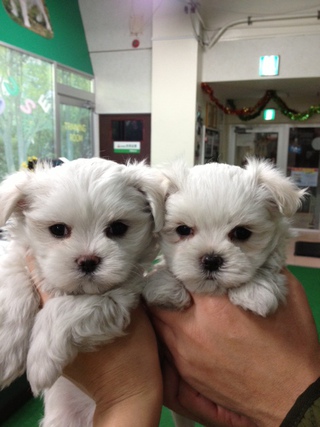 ☆New Prime Dog☆