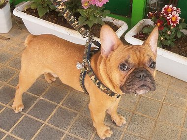 フレンチブルドッグのJAM君 シャンプーコースご利用頂きました(^^) フレンチブルドッグのJAM君 シャンプーコースご利用頂きました(^^)
