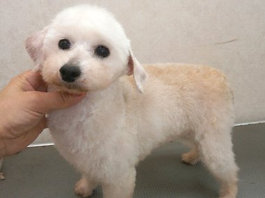 (ご成約頂きました)里親募集 トイプードル タイニーサイズの女の子(避妊手術・歯石取り・抜歯・8種込み) (ご成約頂きました)里親募集 トイプードル タイニーサイズの女の子(避妊手術・歯石取り・抜歯・8種込み)