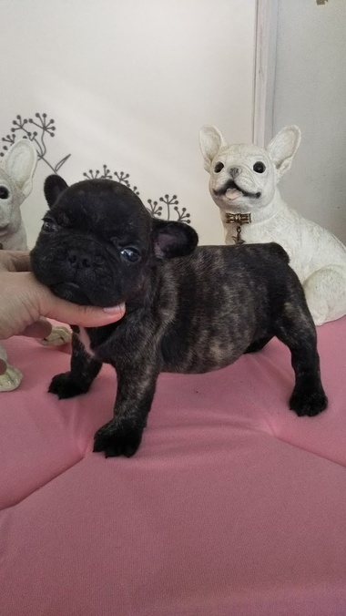 【 商談中(*^_^*) 】 フレンチブルドッグの子犬ちゃん✨ブリンドルの男の子 【 商談中(*^_^*) 】 フレンチブルドッグの子犬ちゃん✨ブリンドルの男の子