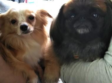 【 ご成約済み 】里親募集 2歳の若犬 去勢済み チワワ ミックスの男の子 【 ご成約済み 】里親募集 2歳の若犬 去勢済み チワワ ミックスの男の子