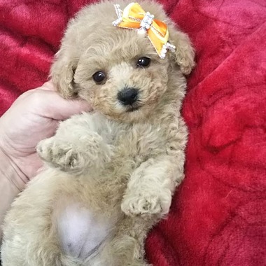 【お陰様で完売致しました】 トイプードル 普通サイズ~タイニー予想の女の子達 【お陰様で完売致しました】 トイプードル 普通サイズ~タイニー予想の女の子達