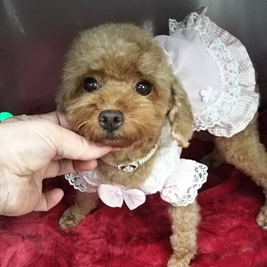 【ご成約頂きました 】 トイプードル タイニー小ぶりの女の子 2才若犬 【ご成約頂きました 】 トイプードル タイニー小ぶりの女の子 2才若犬