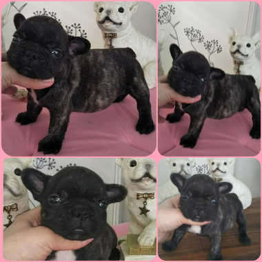【 商談中(*^_^*) 】 フレンチブルドッグの子犬ちゃん✨ブリンドルの男の子 【 商談中(*^_^*) 】 フレンチブルドッグの子犬ちゃん✨ブリンドルの男の子