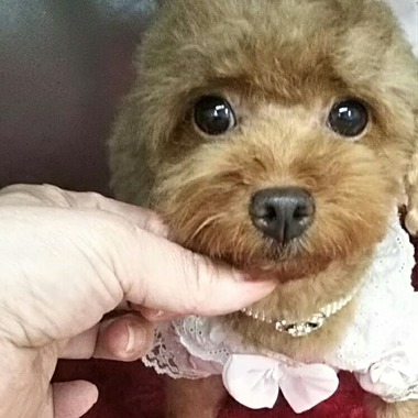 【ご成約頂きました 】 トイプードル タイニー小ぶりの女の子 2才若犬 【ご成約頂きました 】 トイプードル タイニー小ぶりの女の子 2才若犬