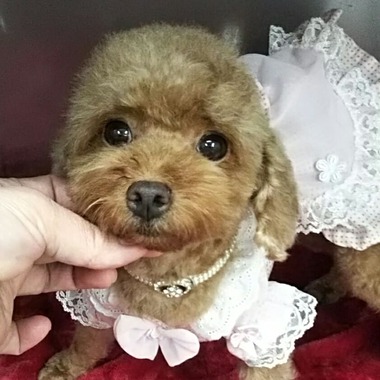【ご成約頂きました 】 トイプードル タイニー小ぶりの女の子 2才若犬 【ご成約頂きました 】 トイプードル タイニー小ぶりの女の子 2才若犬