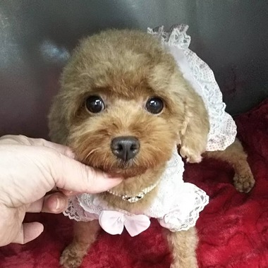 【ご成約頂きました 】 トイプードル タイニー小ぶりの女の子 2才若犬 【ご成約頂きました 】 トイプードル タイニー小ぶりの女の子 2才若犬