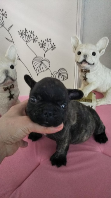 【 商談中(*^_^*) 】 フレンチブルドッグの子犬ちゃん✨ブリンドルの男の子 【 商談中(*^_^*) 】 フレンチブルドッグの子犬ちゃん✨ブリンドルの男の子