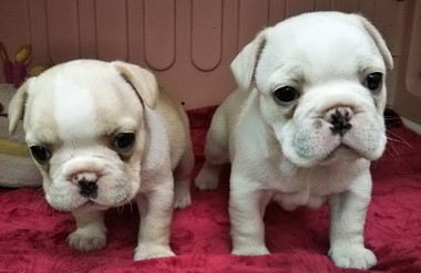 フレンチブルドッグ \(^o^)/ムチムチ、コロコロで可愛いです‼️ フレンチブルドッグ \(^o^)/ムチムチ、コロコロで可愛いです‼️