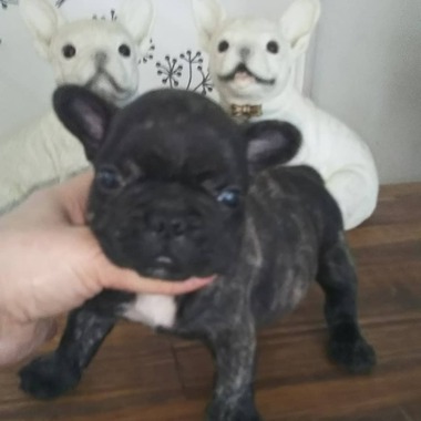 【 商談中(*^_^*) 】 フレンチブルドッグの子犬ちゃん✨ブリンドルの男の子 【 商談中(*^_^*) 】 フレンチブルドッグの子犬ちゃん✨ブリンドルの男の子