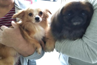 【 ご成約済み 】里親募集 2歳の若犬 去勢済み チワワ ミックスの男の子 【 ご成約済み 】里親募集 2歳の若犬 去勢済み チワワ ミックスの男の子