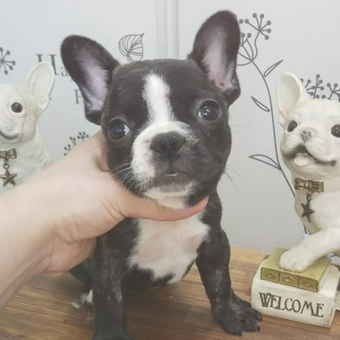 【ご成約頂きました】 小ぶりサイズのフレンチブルドッグ❤️ 【ご成約頂きました】 小ぶりサイズのフレンチブルドッグ❤️