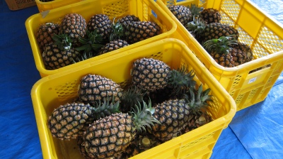 西表島産パイナップルの出荷がはじまります！