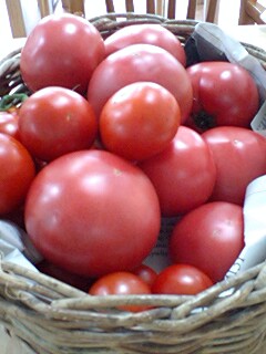 とまと・トマト・tomato・・・