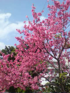 ◎お花見