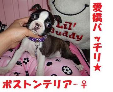 ボストンテリア3兄弟のご紹介です★
