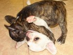 pias-pet.com