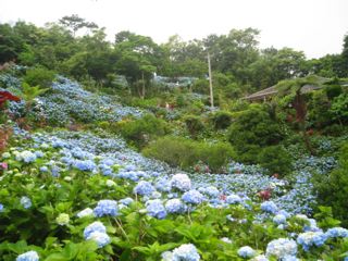 よへなあじさい園は、沖縄の楽園。