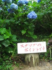 よへなあじさい園は、沖縄の楽園。