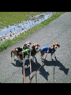 我が家の3匹の紹介