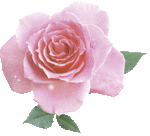Pure Rose Nail Selection