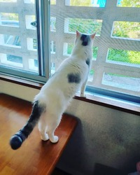 ☆ラジオドラマ「わしらは怪しい探検隊」! ☆ラジオドラマ「わしらは怪しい探検隊」!