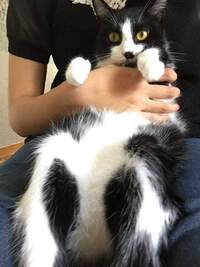 ☆ぶんぶんねこフェスタ ☆ぶんぶんねこフェスタ