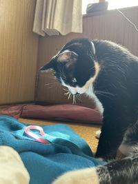猫にまつわる本 ② 猫にまつわる本 ②