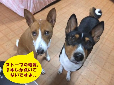 たんかん♪