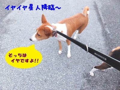 台風12号・・・忘れたころに暴風雨。。 台風12号・・・忘れたころに暴風雨。。