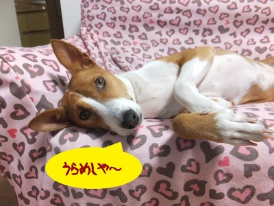 台風12号・・・忘れたころに暴風雨。。 台風12号・・・忘れたころに暴風雨。。