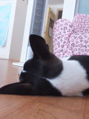 巻いて巻いて。。 巻いて巻いて。。