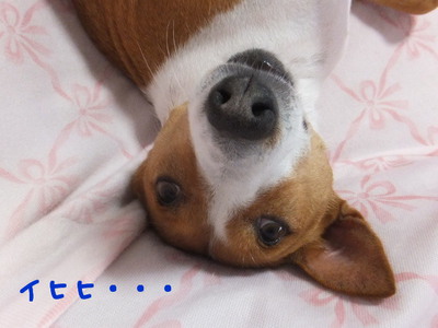 異星人(犬)!? 異星人(犬)!?