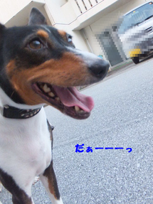 ニャンコロリン。。 ニャンコロリン。。