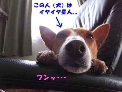 異星人(犬)!? 異星人(犬)!?