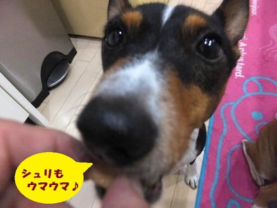 台風12号・・・忘れたころに暴風雨。。 台風12号・・・忘れたころに暴風雨。。