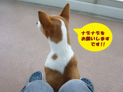 ご機嫌斜めなデジカメ(^^; ご機嫌斜めなデジカメ(^^;