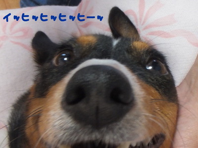 異星人(犬)!? 異星人(犬)!?