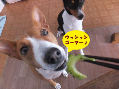 シャンプーしてゴーヤーを食べる(笑) シャンプーしてゴーヤーを食べる(笑)