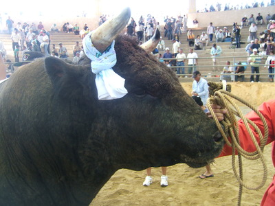 第5回うるま祭り闘牛大会