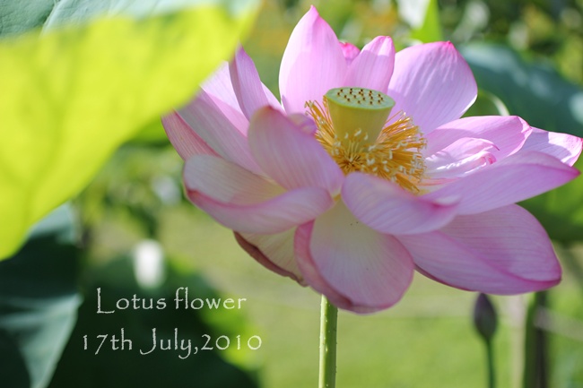 Wish@Lotus