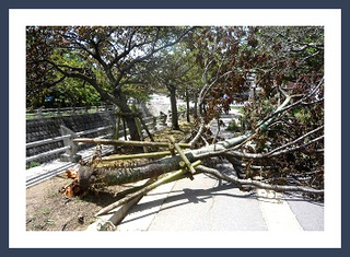 まさに風台風・・・!