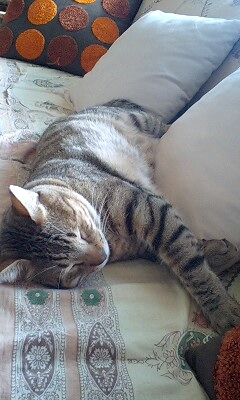キャッと
